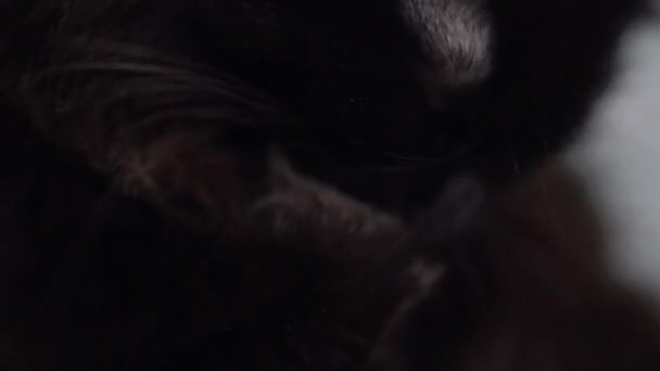 Aranyos szájkosár egy fekete macska, amely mosás magát közelről — Stock videók