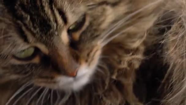 Cute muzzle of a fluffy tabby cat — Stock Video