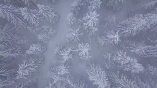 Let nad sněhová bouře v zasněžené horské jehličnaté lesy, nepříjemné nepřátelské zimní počasí. — Stock video