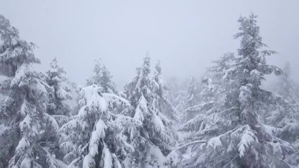 Volo sopra tempesta di neve in una foresta di conifere di montagna innevata, tempo invernale ostile scomodo . — Video Stock