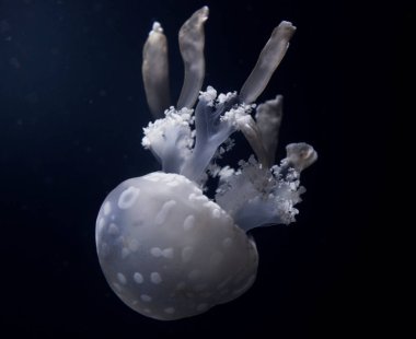 Bir akvaryum koyu arka plan üzerinde denizanası