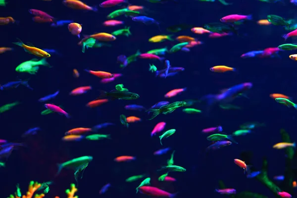Sok-sok kis neon halak az akváriumban — Stock Fotó