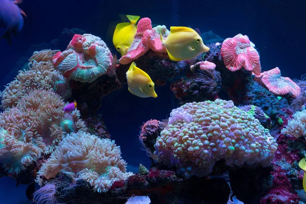 Des poissons brillants nagent dans l'aquarium — Photo