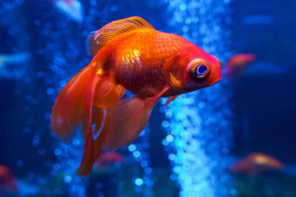Złota rybka w akwarium — Zdjęcie stockowe