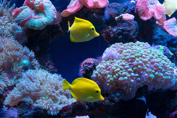 Jasne ryby pływać w akwarium — Zdjęcie stockowe