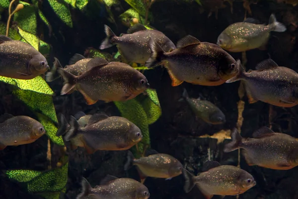 Gruppe von Piranhas schwimmt im Aquarium — Stockfoto