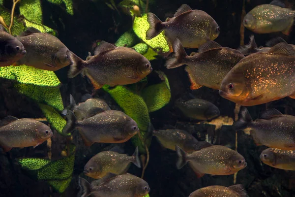 Grupo de piranhas flutuando em um aquário — Fotografia de Stock