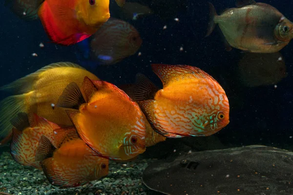 Des poissons brillants nagent dans l'aquarium — Photo