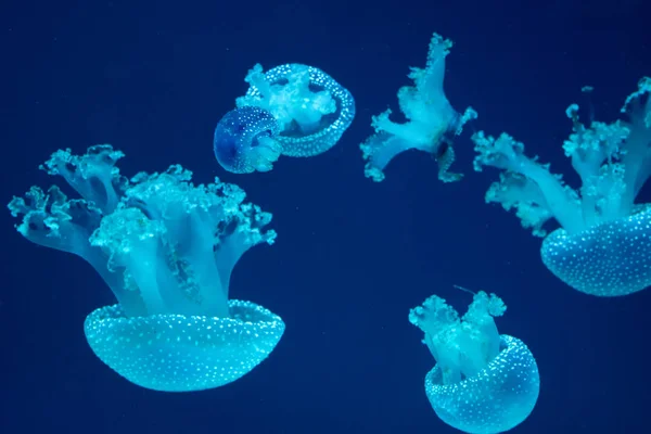 Quallengruppe im Aquarium — Stockfoto