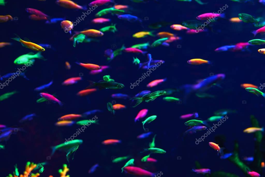 Viele kleine Neon Fische im aquarium — Stockfoto © vlad_star #190545604