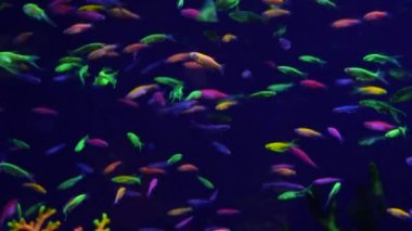 Bir sürü küçük parlak neon Balık Akvaryum
