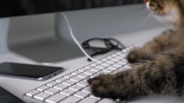 Sevimli tekir kedi üstünde a bilgisayar klavye metin yazma