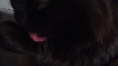 Kendini yıkar siyah bir kedi şirin namlu yakın çekim