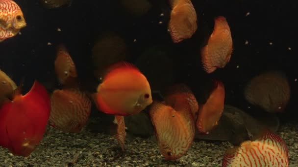 Bright fish swim in the aquarium — Stock Video