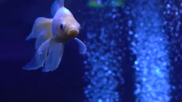 Goudvissen in het aquarium — Stockvideo