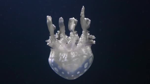 Медузы в аквариуме на тёмном фоне — стоковое видео