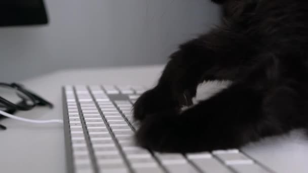 Gato preto está digitando texto em um teclado de computador — Vídeo de Stock