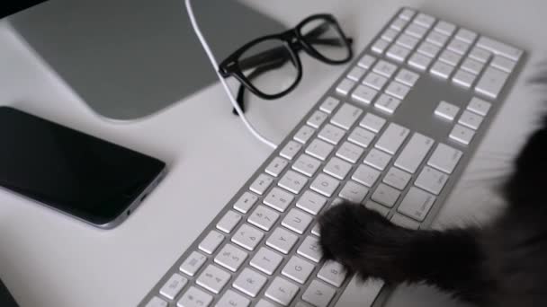 Gato negro está escribiendo texto en un teclado de computadora — Vídeos de Stock