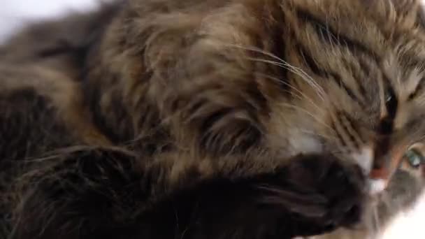 Süße Schnauze einer flauschigen gestromten Katze, die sich selbst wäscht — Stockvideo