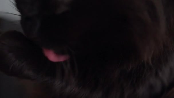 Cute muzzle of a black cat which washes himself close up — Stock Video