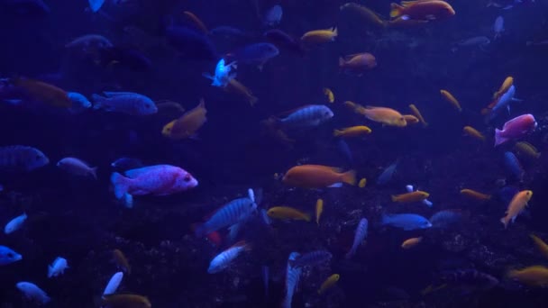 Los peces brillantes nadan en el acuario — Vídeo de stock