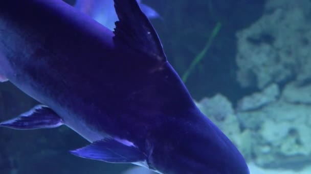 Акула плавает перед камерой и за ней — стоковое видео