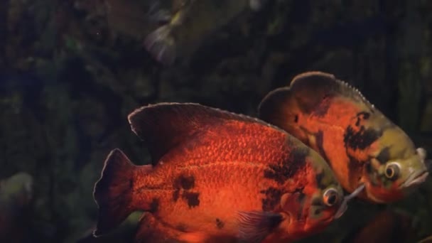 Los peces brillantes nadan en el acuario — Vídeos de Stock