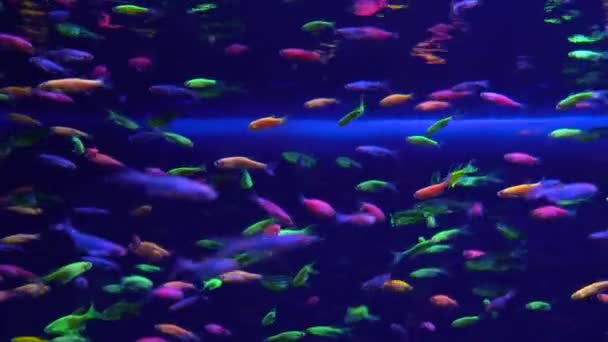 Un montón de pequeños peces de neón brillante en el acuario — Vídeos de Stock