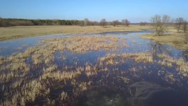 Vlucht over de moerassige terrein in het voorjaar — Stockvideo