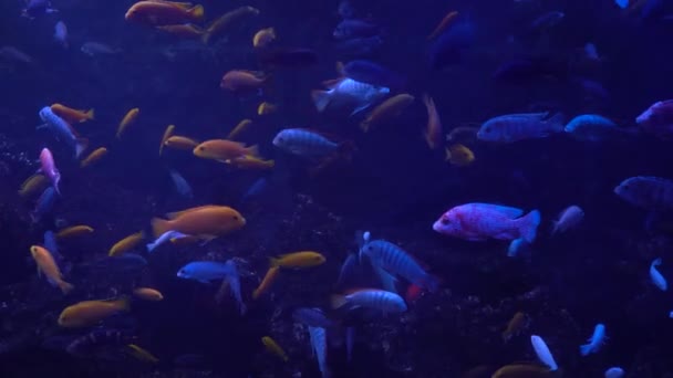 Bright fish swim in the aquarium — Stock Video