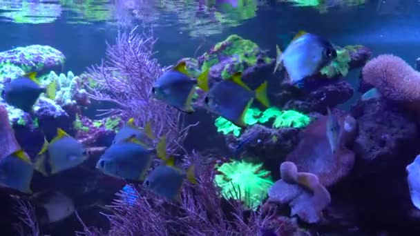 Los peces brillantes nadan en el acuario — Vídeos de Stock