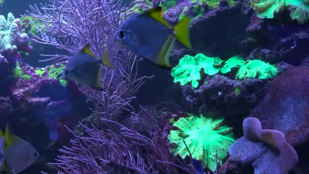 Los peces brillantes nadan en el acuario — Vídeo de stock