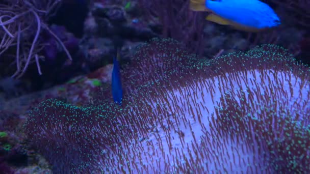 Řasy se pohybují v akváriu zavřít nahoru — Stock video