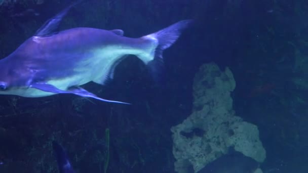 Haai zwemt op en langs de camera — Stockvideo