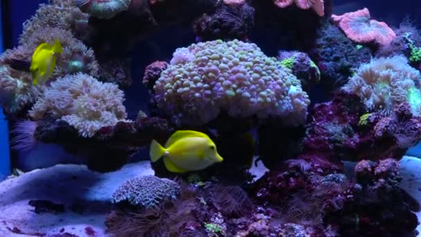 Des poissons brillants nagent dans l'aquarium — Video