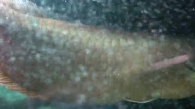 Büyük balık bir akvaryumda yüzen. Hava su kabarcıkları