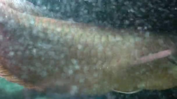 De Vlotters van de grote vissen in een aquarium. Bellen van lucht in water — Stockvideo
