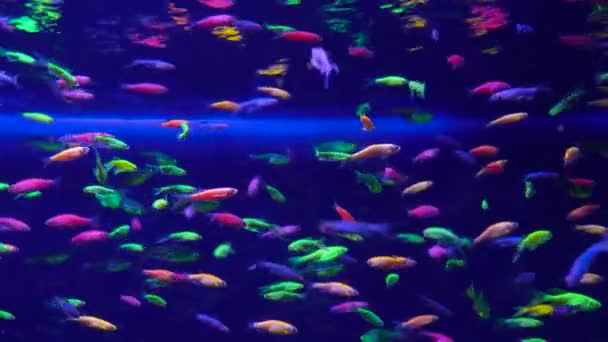Beaucoup de petits poissons néons brillants dans l'aquarium — Video
