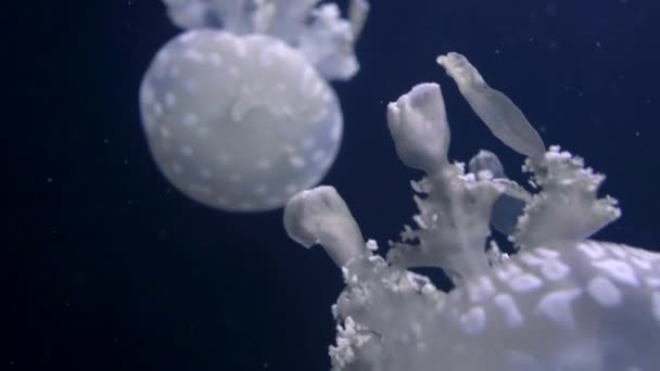 Jellyfish in an aquarium on a dark background — Stock Video