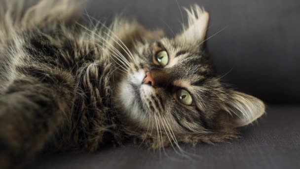 Schattig tabby huiselijke kat ligt op zijn kant en kijkt naar het object achter de schermen — Stockvideo