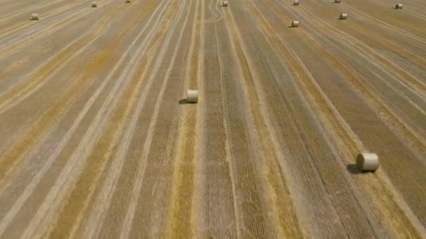 Vlucht over het veld tijdens het haymaking. Rond hooibergen zijn verspreid over het veld — Stockvideo