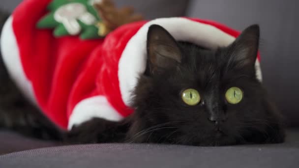 Закройте портрет черной пушистой кошки с зелеными глазами, одетой как Санта-Клаус. Рождественский символ — стоковое видео