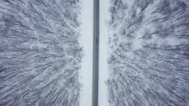 Top view of traffic on a road surrounded by winter forest — ストック動画
