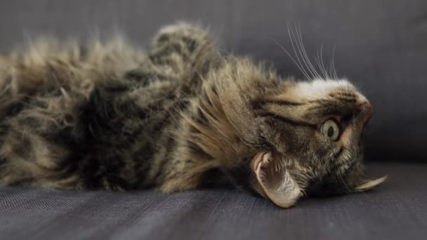 Bonito gato doméstico tabby encontra-se em suas costas e observa o objeto por trás das cenas — Vídeo de Stock