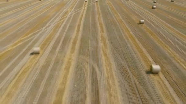 Vuelo sobre el campo durante el heno. Los pajar redondos están esparcidos por el campo — Vídeo de stock