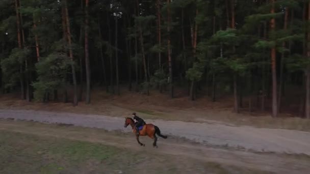 Vue de la hauteur de la femme chevauchant un cheval brun en galop à l'extérieur — Video