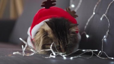 Noel Baba gibi giyinmiş yeşil gözlü, tekir bir kedinin portresi Noel çelenginin arka planında duruyor. Noel sembolü