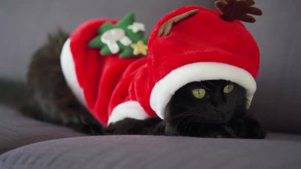 Close-up portret van een zwarte pluizige kat met groene ogen verkleed als kerstman. Kerstsymbool — Stockvideo