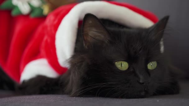 Nahaufnahme Porträt einer schwarzen, flauschigen Katze mit grünen Augen, die als Weihnachtsmann verkleidet ist. Weihnachtssymbol — Stockvideo