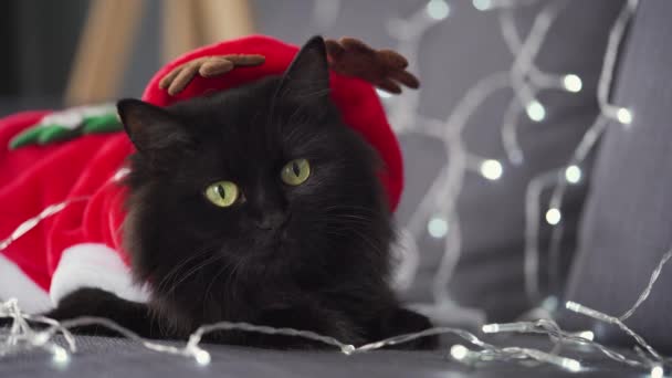 De cerca retrato de un gato negro esponjoso con ojos verdes vestidos como Santa Claus se encuentra sobre un fondo de guirnalda de Navidad. Símbolo de Navidad — Vídeo de stock